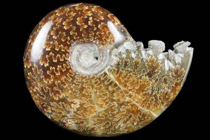 Polished, Agatized Ammonite (Cleoniceras) - Madagascar #97297
